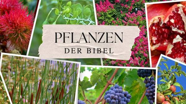 Quelle: Michaelisgemeinde Blankenloch