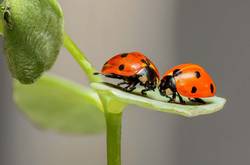 Quelle: pixabay.com / RonBerg, https://pixabay.com/de/photos/marienk%C3%A4fer-insekten-paar-k%C3%A4fer-1593406/ zwei Marienkäfer
